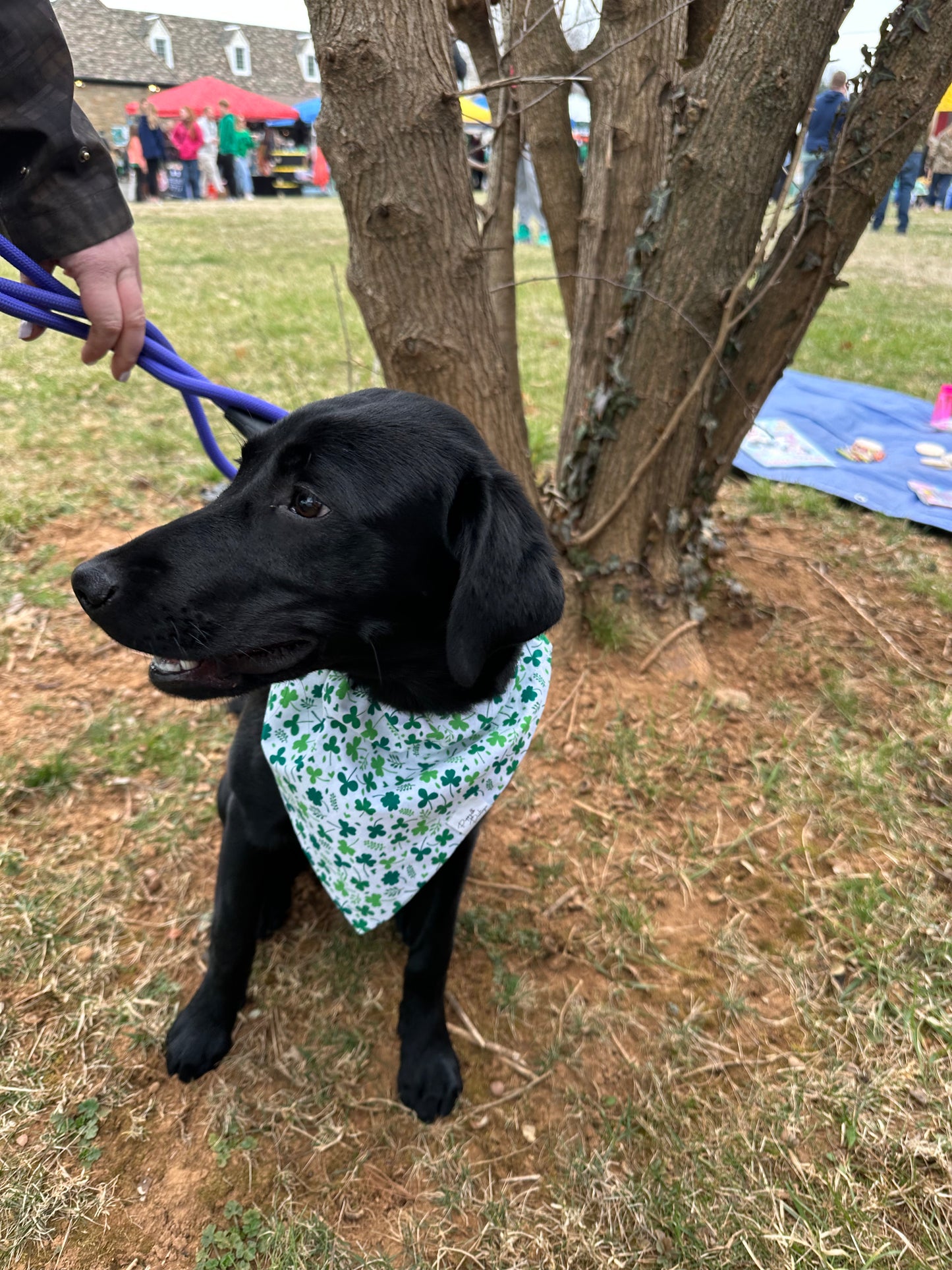 Small Shamrocks St. Patrick's Day Dog Bandana