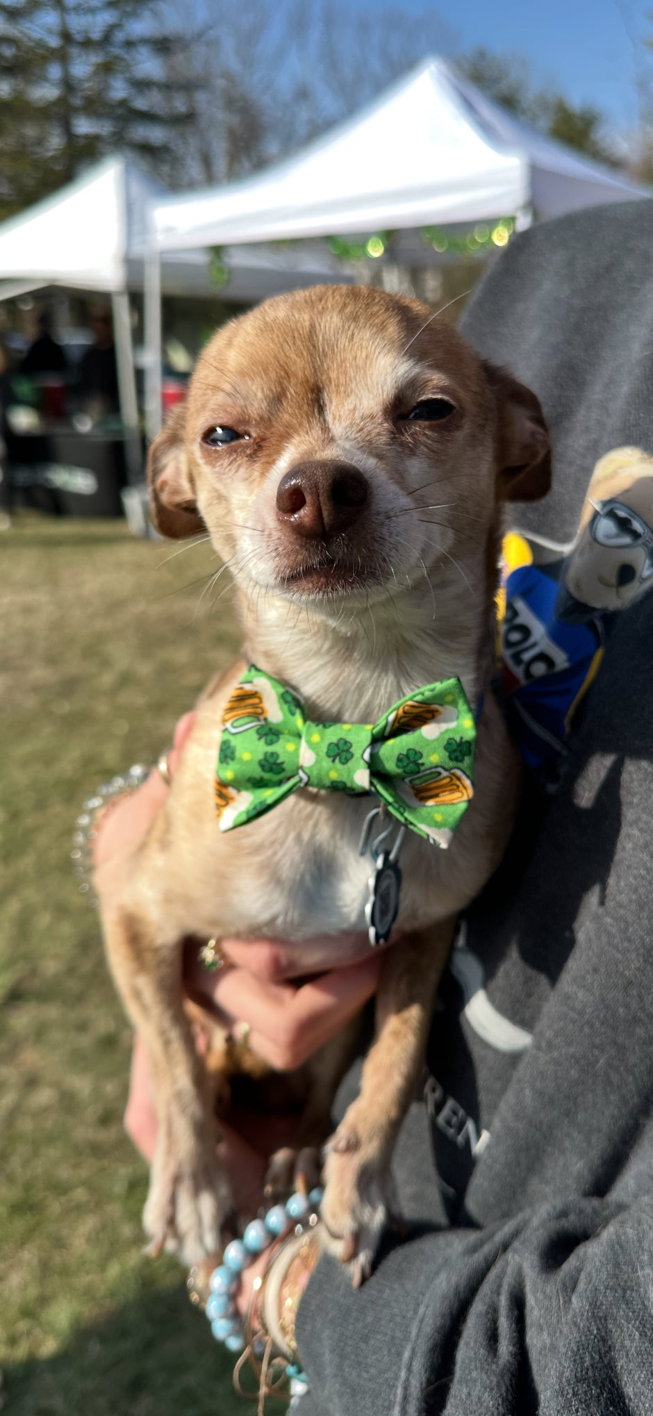 Green Shamrocks and Beer St. Patrick's Day Bow Tie