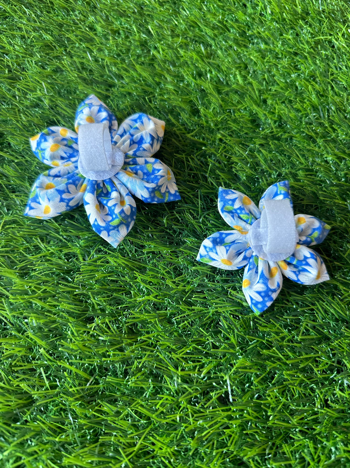 Daisies on Blue Collar Flower