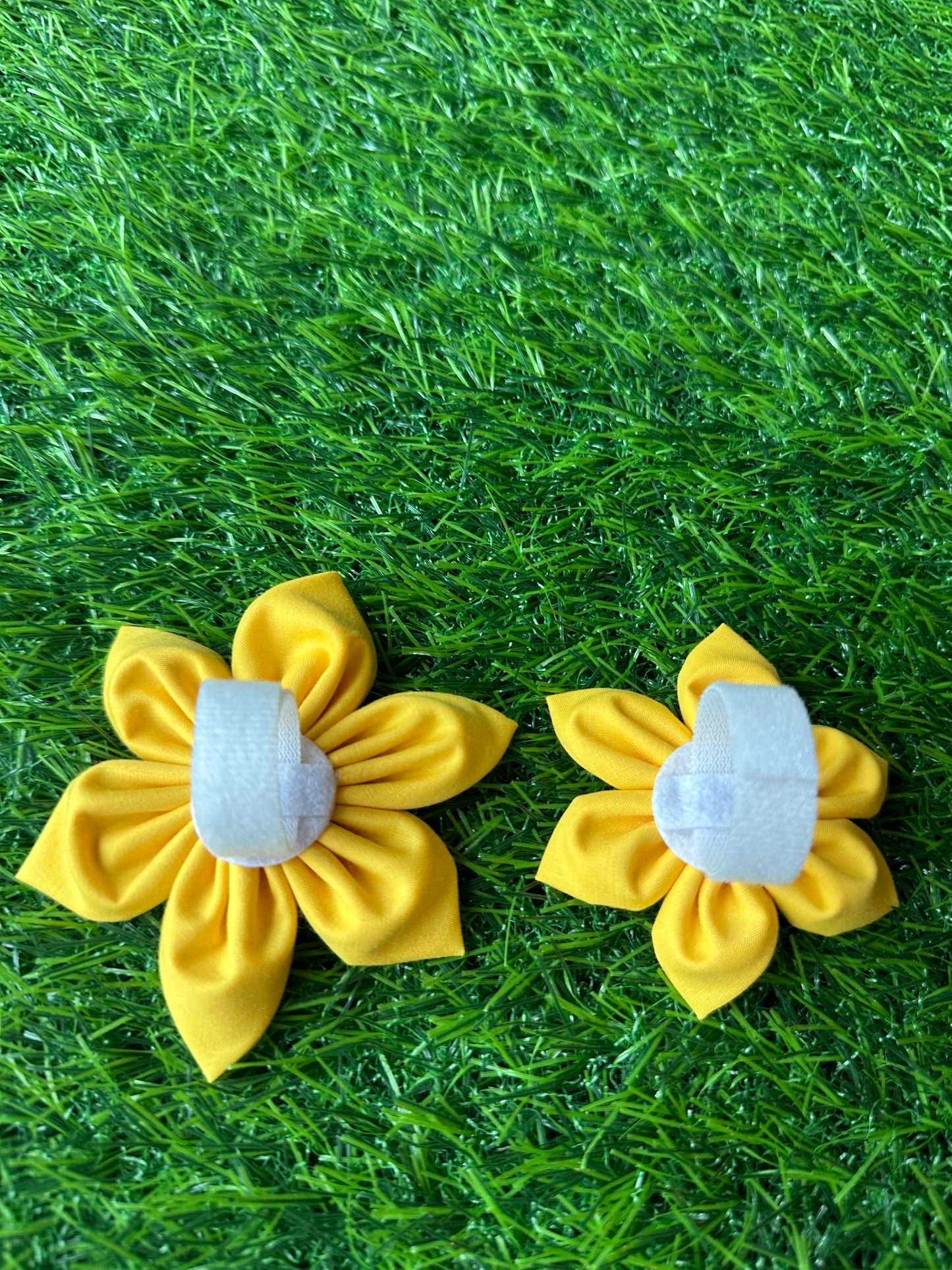 Bumble Bee on Yellow Collar Flower