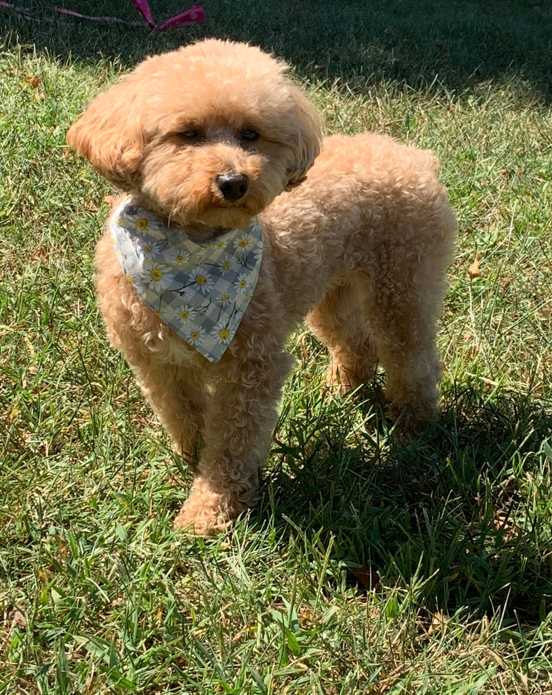 Gray & Daisies Dog Bandana