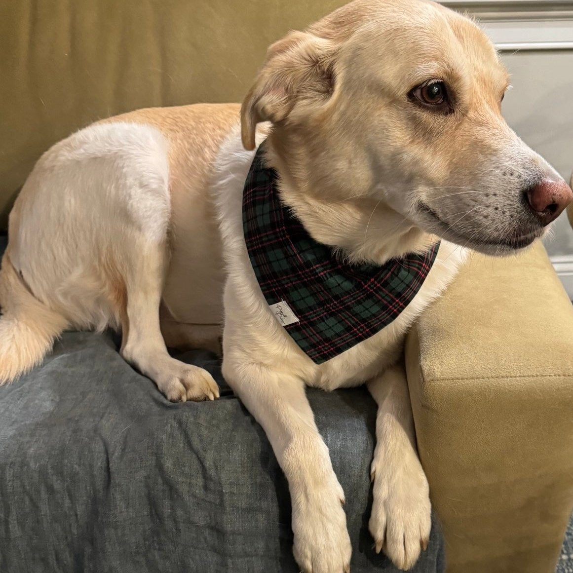 Green and Red Tartan Plaid Dog Bandana