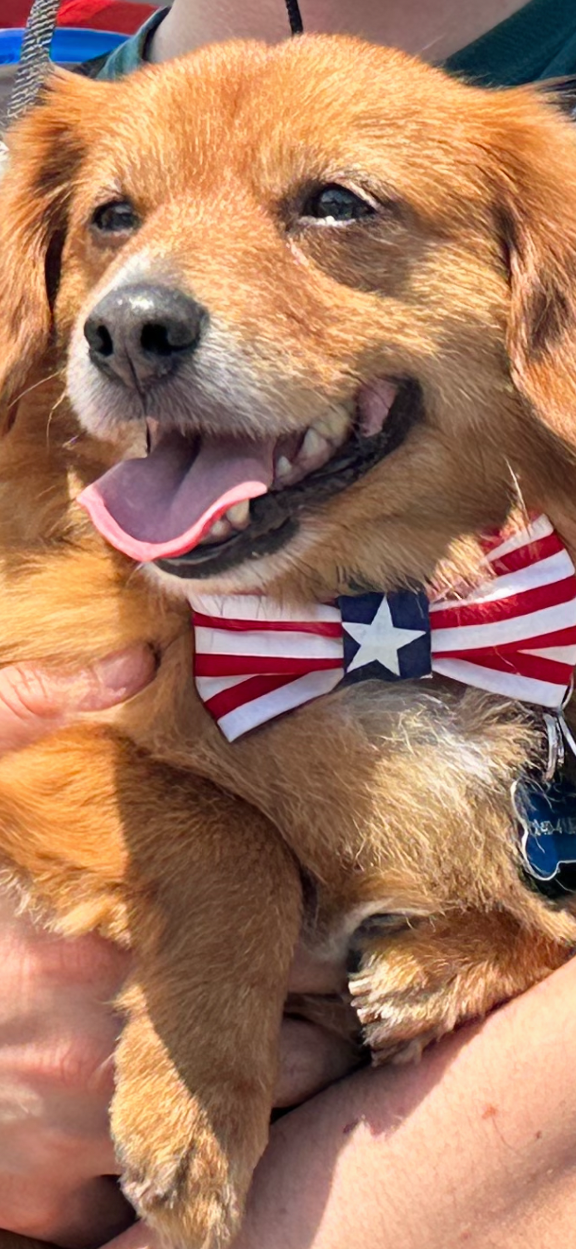 Red, White & Blue Star Patriotic Bow Tie