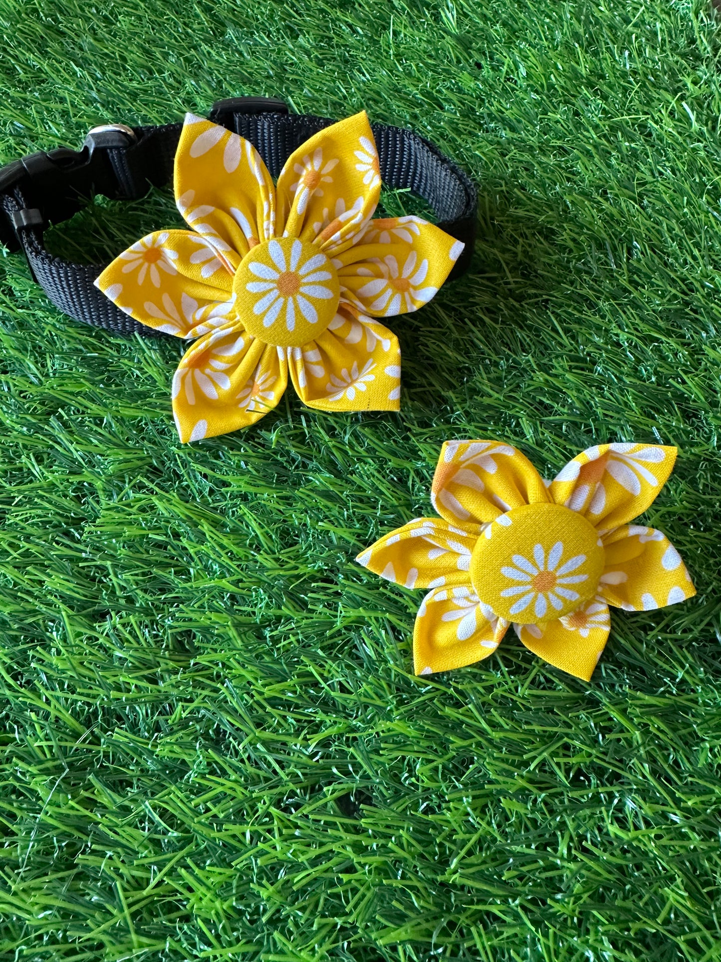 Yellow with White Daisy Collar Flower
