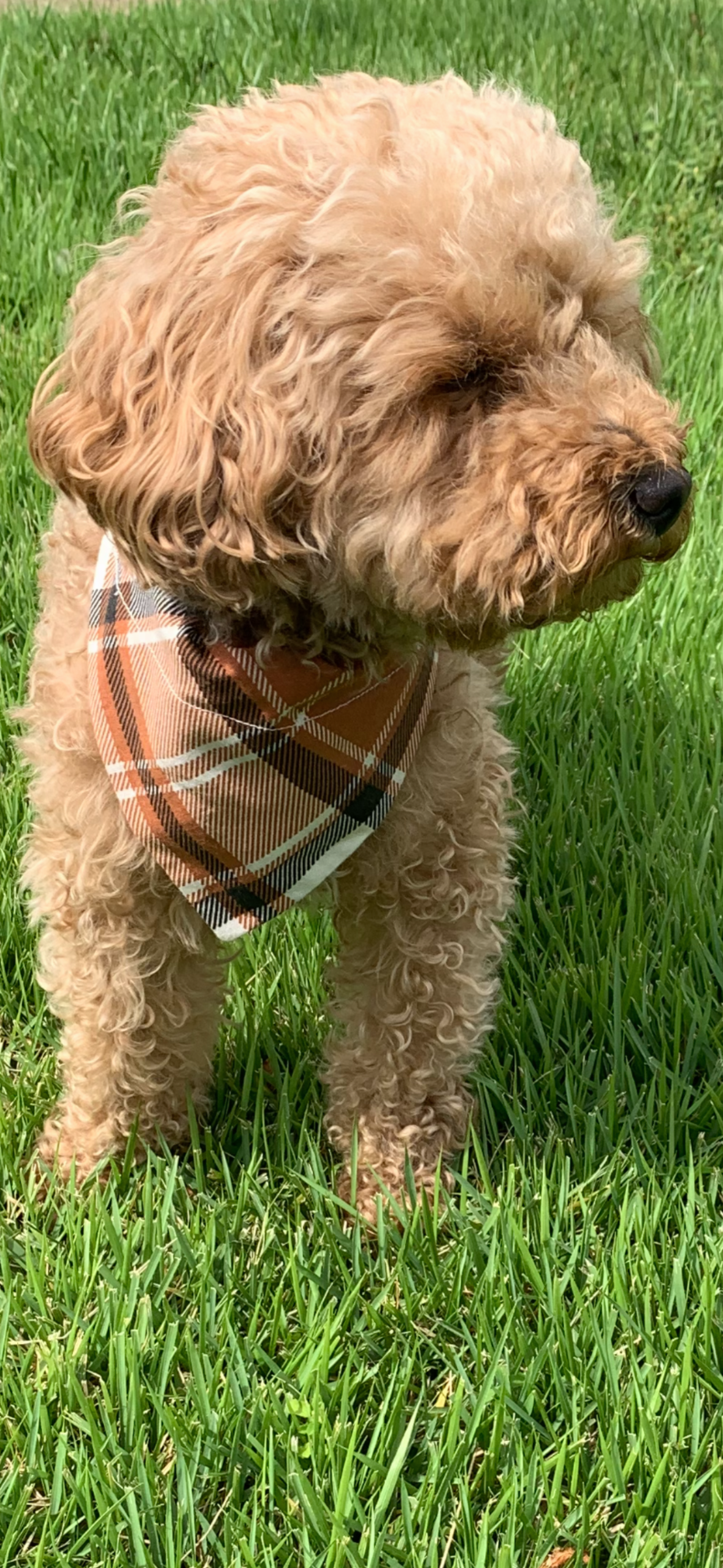 Fall Plaid Dog Bandana